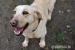 Balbinka - młoda suczka w typie labradora adopcja