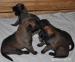 Belgický ovčák-Malinois