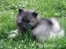 Německý špic vlčí/ Keeshond - štěňátka s PP