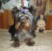 Yorkshire terrier s PP 