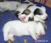 Jack Russell terier s PP