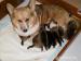 štěňátka Welsh Corgi Pembroke s PP
