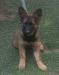 Štěňata Německého ovčáka