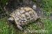 Landschildkröten THB Weibchen 4 und 8 Jahre alt