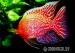Aulonocara - Seifert - (Firefish)