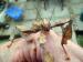 Macleays stick insect nympth