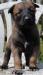 Belgický Ovčák-Malinois