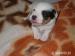 Jack russel terier