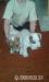 Jack Russell Terier