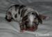 Louisiana Catahoula s PP