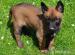Belgický Ovčák malinois