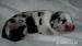 Louisiana Catahoula s PP