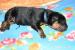 Beauceron s PP