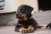 Francouzský ovčák - beauceron - pes s PP