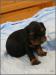 King Charles Spaniel