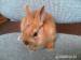 Králíček na prodej