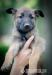 Bellgický ovčák -  malinois