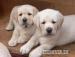 Labrador Retriever s PP