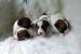 Jack Russel Terrier s PP
