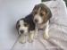 Bigl, Beagle