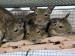 Osmak Degu