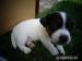 Jack Russell Teriér