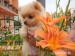 Trpaslici spic/pomeranian