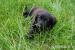 Daruji štěňátka labradora