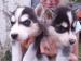 Sibírsky husky - šteniatka