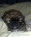 Shi-tzu