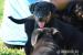 Beauceron s PP