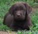 Labradorský retriever s PP čokoládová štěňátka 