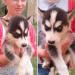 Sibírsky husky - šteniatka - ODBER   IHNEĎ