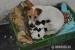 Jack Russell Teriér - štěňata