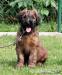 BRIARD - plavá štěňata