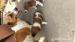 Štěňata Jack Russell Teriéra