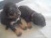 Beauceron prodej štěňátek