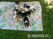 Jack Russell Terier
