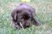 Labrador - ský retriever s PP –čokoládová,hnědá b.