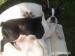 Prodáme štěňata Boston Terrier!