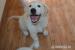 Zlatý retríver - Golden Retriever 