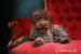Lagotto Romagnolo na prodej