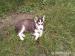 Sibírsky husky - FENKA  - ODBER   IHNEĎ