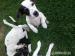 Jack Russel