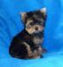 jokšírský teriér-yorkshire terrier