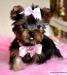 jokšírský teriér-yorkshire terrier