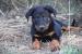 Nádherný pejsek Beaucerona