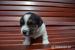 Jack Russell teriér