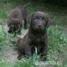 Labradorský retriever s PP čokoládová štěňátka 