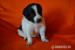 border collie s PP